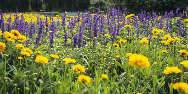 11 Plants To Keep Mosquitoes Away All Summer Long
