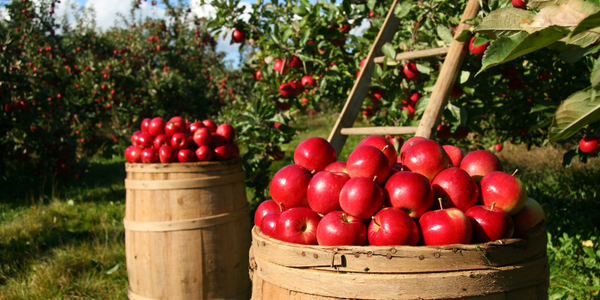 Embrace Fall with a Love for Apples and Sous Vide Cooking