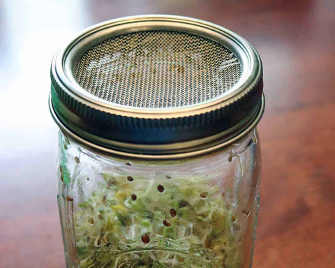 Curved Rust Proof Sprouting Lid and Band for Mason Jars